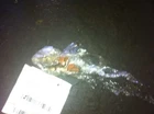 92 93 94 95 96 97 98 99 00 Caravan Fuel Injection Parts Injector 3.0 Liter Used. Price: $59.39.