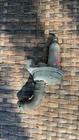 1984-1989 Nissan 300ZX Z31 Turbo Oem Jecs Idle Air Control Valve Used. Price: $70.00.