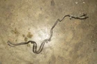 1985-1987 Corvette C4 Front Gas Fuel Lines, (2), Gm 14076162, 14076161 Used. Price: $110.99.